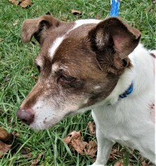 Jack Russell Terrier-Unknown Mix Dogs for adoption in Asheville, NC, USA