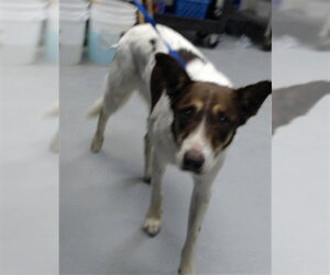 --Unknown Mix Dogs for adoption in Fayetteville, NC, USA