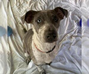 Catahoula Leopard Dog Dogs for adoption in Freeport, FL, USA