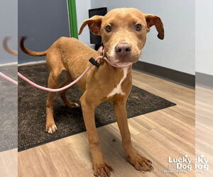 Boxador Dogs for adoption in Washington, DC, USA