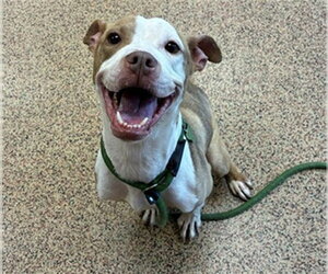 Mutt Dogs for adoption in Springfield, MA, USA