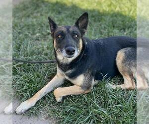 German Shepherd Dog Dogs for adoption in Modesto, CA, USA