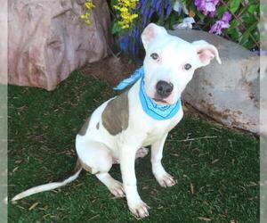 American Pit Bull Terrier-Unknown Mix Dogs for adoption in Oklahoma City, OK, USA