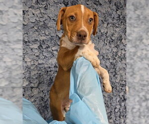 Mutt Dogs for adoption in Bakersfield, CA, USA