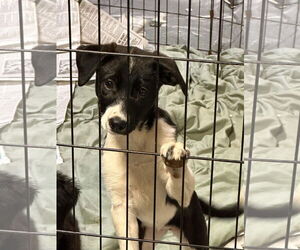 Border Collie-Unknown Mix Dogs for adoption in SHERBURNE, NY, USA
