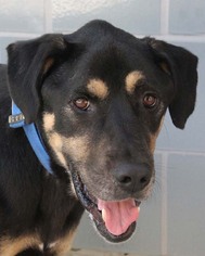 Medium Photo #1 Rottweiler-Unknown Mix Puppy For Sale in San Antonio, TX, USA