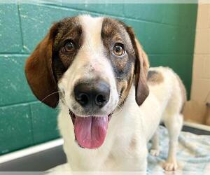 Basset Hound-Unknown Mix Dogs for adoption in Raleigh, NC, USA