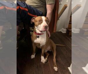 American Pit Bull Terrier-Unknown Mix Dogs for adoption in Louisville, KY, USA