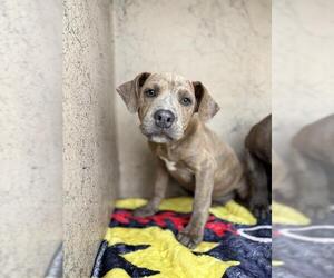 American Staffordshire Terrier-Unknown Mix Dogs for adoption in Oklahoma City, OK, USA