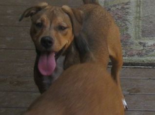 Medium Photo #1 Boxer-German Shepherd Dog Mix Puppy For Sale in Snellville, GA, USA