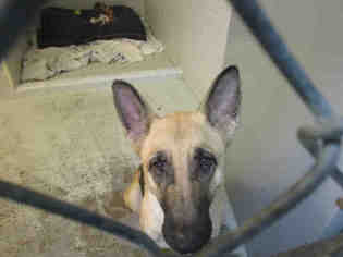 German Shepherd Dog-Unknown Mix Dogs for adoption in Bowling Green, OH, USA