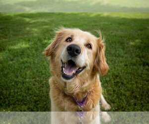 Golden Retriever-Unknown Mix Dogs for adoption in Fort Worth, TX, USA
