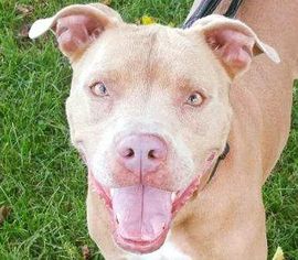 Bullboxer Pit Dogs for adoption in Runnemede, NJ, USA