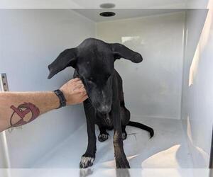 American Staffordshire Terrier-Unknown Mix Dogs for adoption in Houston, TX, USA