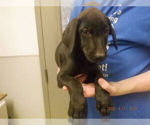 Labrador Retriever-Unknown Mix Dogs for adoption in Oroville, CA, USA