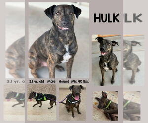 Mountain Cur-Unknown Mix Dogs for adoption in Mesa, AZ, USA