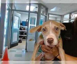 Mutt Dogs for adoption in Oklahoma City, OK, USA