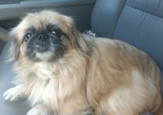 Medium Photo #1 Pekingese Puppy For Sale in Cary, NC, USA