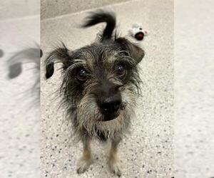 Miniature Schnauzer-Unknown Mix Dogs for adoption in Brighton, CO, USA