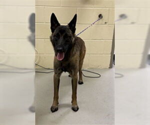 Mutt Dogs for adoption in Sanford, FL, USA