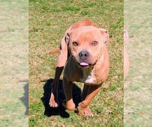 Mutt Dogs for adoption in Texas City, TX, USA