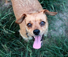 Border Terrier Dogs for adoption in Rockaway, NJ, USA