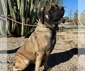 Mutt Dogs for adoption in Goodyear, AZ, USA