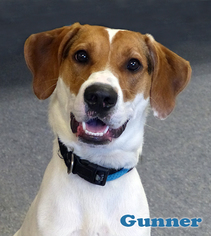 Collie Dogs for adoption in Mason, MI, USA