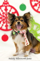 Pomeranian Dogs for adoption in north little rock, AR, USA