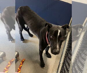 Labrador Retriever-Unknown Mix Dogs for adoption in Sterling, MA, USA