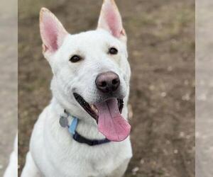 German Shepherd Dog-Unknown Mix Dogs for adoption in Aurora, CO, USA