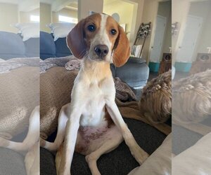 English Foxhound Dogs for adoption in Mobile, AL, USA