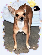 Chihuahua Dogs for adoption in San Jacinto, CA, USA