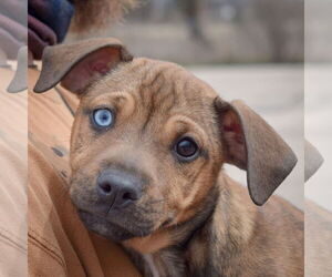 Carolina Dog-Whippet Mix Dogs for adoption in Huntley, IL, USA