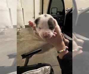 Mutt Dogs for adoption in Houston, TX, USA