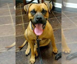Boxer-Unknown Mix Dogs for adoption in White Bluff, TN, USA