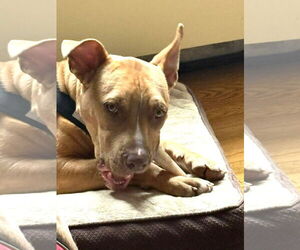 Mutt Dogs for adoption in Rockville, MD, USA