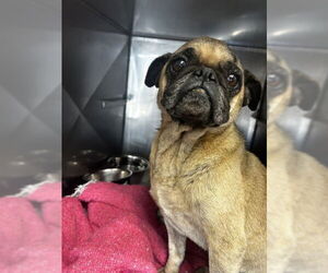 Pug Dogs for adoption in San Bernardino, CA, USA