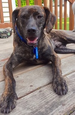 Mountain Cur-Unknown Mix Dogs for adoption in Mankato, MN, USA