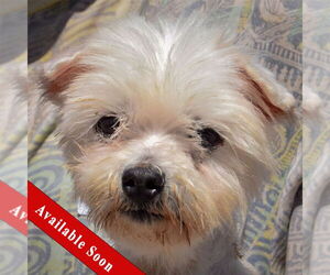 Maltese Dogs for adoption in Huntley, IL, USA
