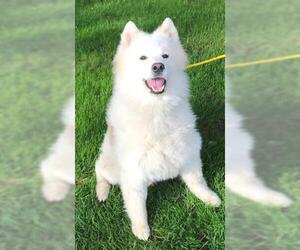 Samoyed-Unknown Mix Dogs for adoption in Crystal Lake , IL, USA