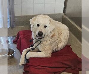 Great Pyrenees Dogs for adoption in San Martin, CA, USA