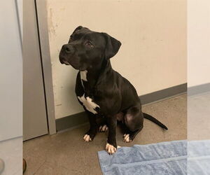 American Pit Bull Terrier Dogs for adoption in Berkeley , CA, USA