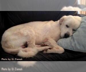 Great Pyrenees-Unknown Mix Dogs for adoption in Oak Ridge, TN, USA