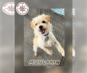 Mutt Dogs for adoption in Princeton, British Columbia, Canada