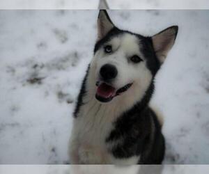 Siberian Husky Dogs for adoption in Harvard, IL, USA