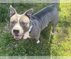 American Pit Bull Terrier-Unknown Mix Dogs for adoption in Millersville, MD, USA