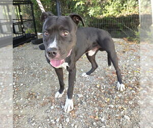 American Pit Bull Terrier Dogs for adoption in Long Beach, CA, USA
