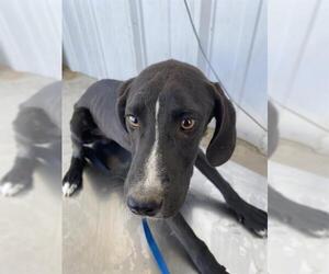 Plott Hound Dogs for adoption in Bakersfield, CA, USA
