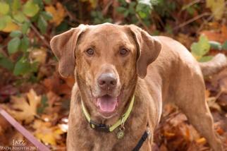 Chesapeake Bay Retriever Dogs for adoption in St Helens, OR, USA